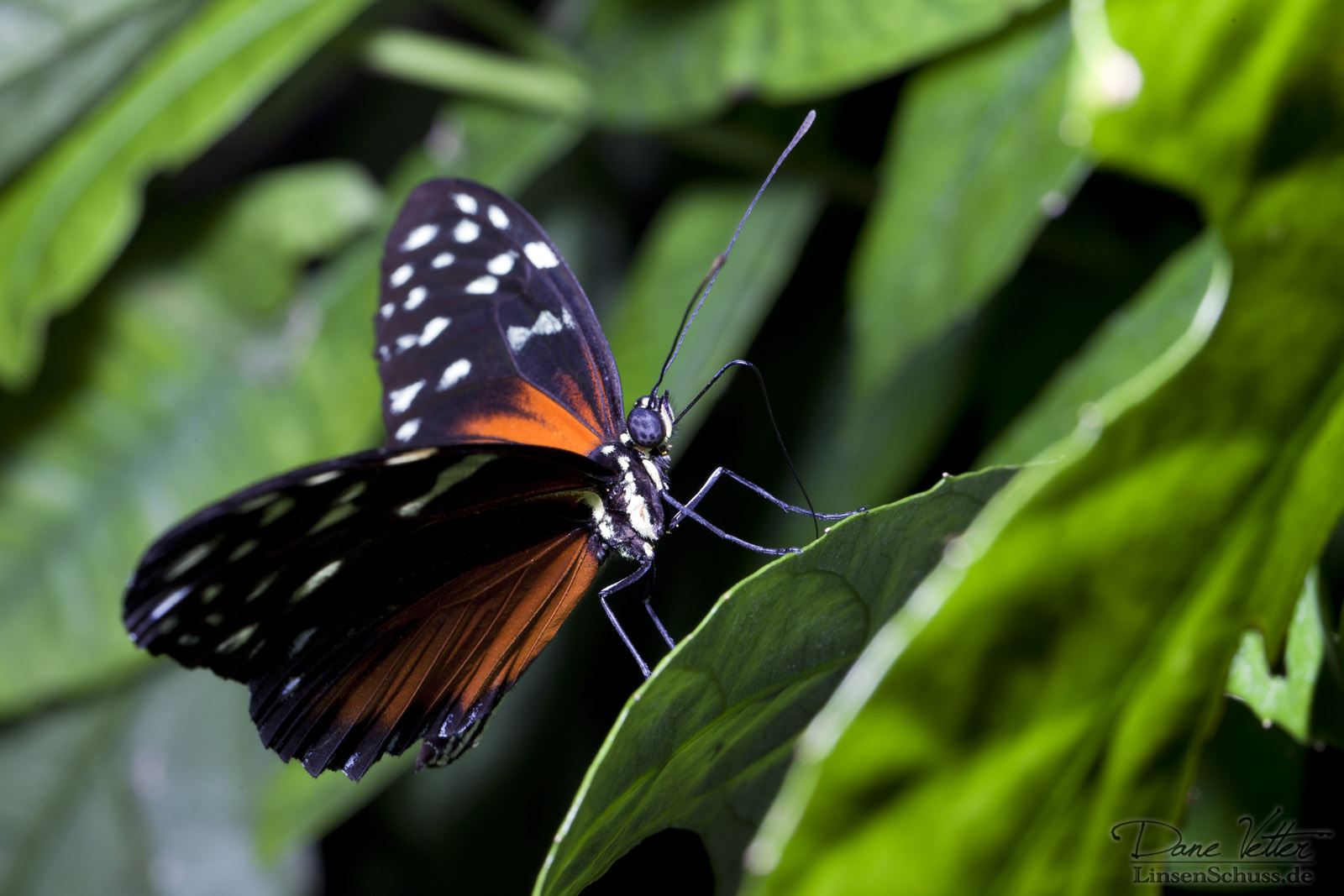 Heliconius Hecale